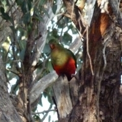 Alisterus scapularis (Australian King-Parrot) at Queanbeyan West, NSW - 30 Jul 2021 by Paul4K