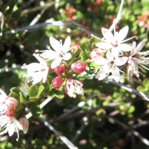 Leionema lamprophyllum subsp. obovatum at Cotter River, ACT - suppressed