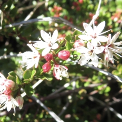 Leionema lamprophyllum subsp. obovatum (Shiny Phebalium) at Cotter River, ACT - 29 Jul 2021 by RobParnell