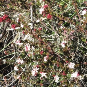 Leionema lamprophyllum subsp. obovatum at Cotter River, ACT - suppressed