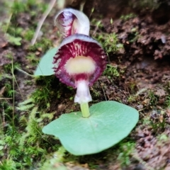 Corysanthes grumula (Stately helmet orchid) by RobG1