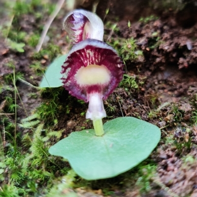 Corysanthes grumula (Stately helmet orchid) by RobG1