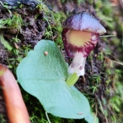 Corysanthes grumula at suppressed - suppressed