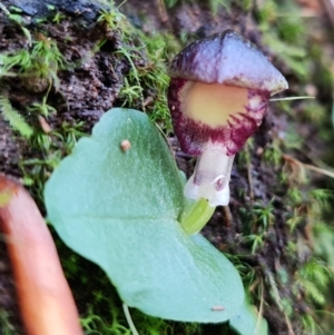 Corysanthes grumula at suppressed - 30 Jul 2021