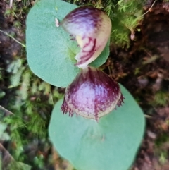 Corysanthes grumula at suppressed - 30 Jul 2021