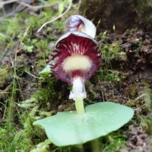 Corysanthes grumula at suppressed - 30 Jul 2021