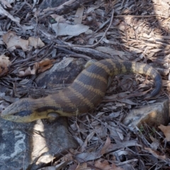 Tiliqua scincoides scincoides (Eastern Blue-tongue) at Fyshwick, ACT - 30 Jul 2021 by DPRees125