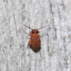 Symphypleona sp. (order) at Acton, ACT - 25 Jul 2021 12:22 PM