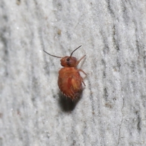 Symphypleona sp. (order) at Acton, ACT - 25 Jul 2021 12:22 PM