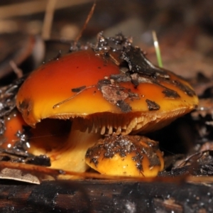 Cortinarius sp. at Downer, ACT - 23 Jul 2021