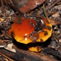 Cortinarius sp. at Downer, ACT - 23 Jul 2021