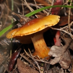 Cortinarius sp. at Downer, ACT - 23 Jul 2021