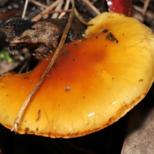 Cortinarius sp. at Downer, ACT - 23 Jul 2021