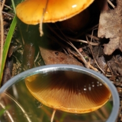 Cortinarius sp. at Downer, ACT - 23 Jul 2021