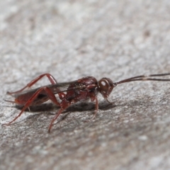 Unidentified Parasitic wasp (numerous families) at Acton, ACT - 16 Jul 2021 by TimL
