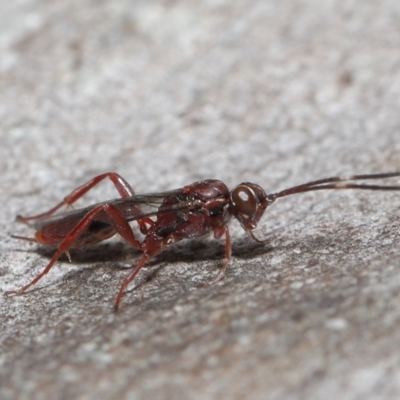 Unidentified Parasitic wasp (numerous families) at ANBG - 16 Jul 2021 by TimL