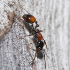 Chelaner kiliani (Kilian's ant) at Downer, ACT - 20 Jul 2021 by TimL