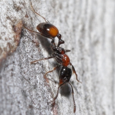 Chelaner kiliani (Kilian's ant) at ANBG - 20 Jul 2021 by TimL