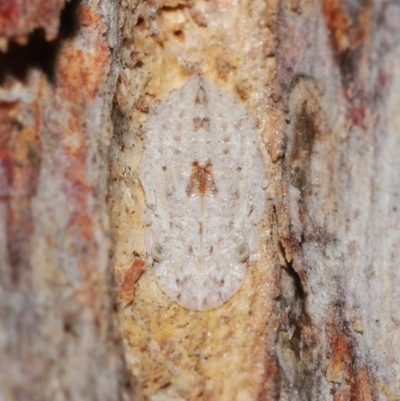 Ledromorpha planirostris (A leafhopper) at Acton, ACT - 23 Jul 2021 by TimL