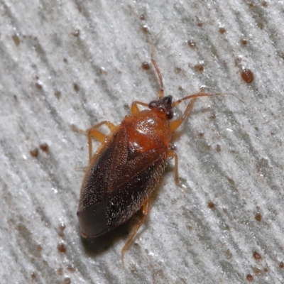 Lygaeidae (family) (Seed bug) at ANBG - 20 Jul 2021 by TimL