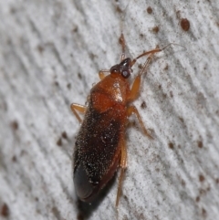 Lygaeidae (family) at Downer, ACT - 20 Jul 2021