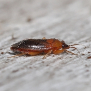 Lygaeidae (family) at Downer, ACT - 20 Jul 2021