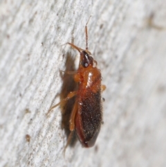 Lygaeidae (family) at Downer, ACT - 20 Jul 2021