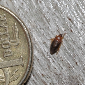 Lygaeidae (family) at Downer, ACT - 20 Jul 2021