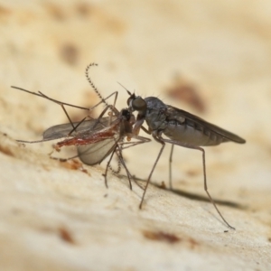 Empididae sp. (family) at Acton, ACT - 20 Jul 2021