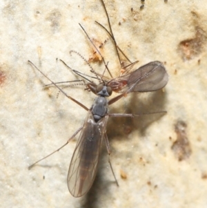 Empididae sp. (family) at Acton, ACT - 20 Jul 2021