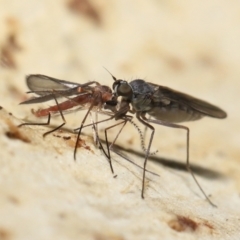 Empididae sp. (family) at Acton, ACT - 20 Jul 2021