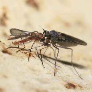 Empididae sp. (family) at Acton, ACT - 20 Jul 2021