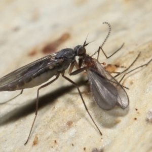 Empididae sp. (family) at Acton, ACT - 20 Jul 2021