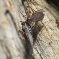 Empididae sp. (family) at Acton, ACT - 20 Jul 2021