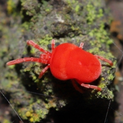 Trombidiidae (family) (Red velvet mite) at ANBG - 23 Jul 2021 by TimL