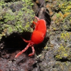 Trombidiidae (family) at Acton, ACT - 23 Jul 2021