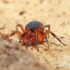 Nicodamidae (family) (Red and Black Spider) at ANBG - 2 Jul 2021 by TimL