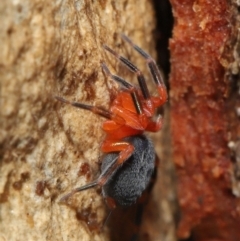 Nicodamidae (family) at Acton, ACT - 2 Jul 2021 12:55 PM