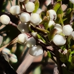 Cryptandra amara (Bitter Cryptandra) at Isaacs Ridge - 30 Jul 2021 by Mike