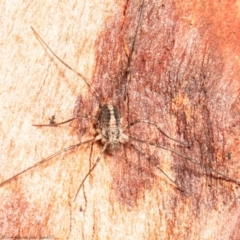 Opiliones (order) (Unidentified harvestman) at Jacka, ACT - 28 Jul 2021 by Roger