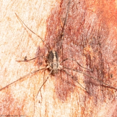 Opiliones (order) (Unidentified harvestman) at Jacka, ACT - 28 Jul 2021 by Roger