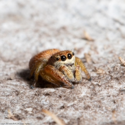 Simaethula sp. (genus) (A jumping spider) at Molonglo River Reserve - 30 Jul 2021 by Roger