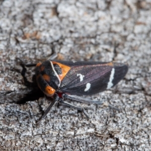 Eurymeloides pulchra at Hawker, ACT - 30 Jul 2021 11:14 AM