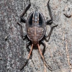 Theseus modestus (Gum tree shield bug) at Hawker, ACT - 30 Jul 2021 by Roger