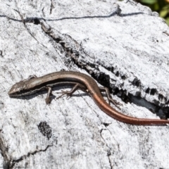 Morethia boulengeri (Boulenger's Skink) at Molonglo River Reserve - 30 Jul 2021 by Roger