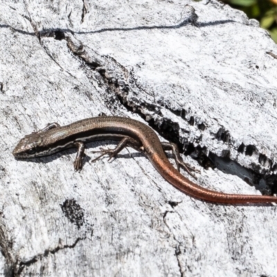 Morethia boulengeri (Boulenger's Skink) at Molonglo River Reserve - 30 Jul 2021 by Roger