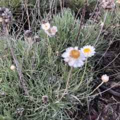 Leucochrysum albicans subsp. tricolor (Hoary Sunray) at Flea Bog Flat to Emu Creek Corridor - 31 Jul 2021 by Dora