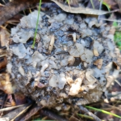 Unverified Convoluted to brain-like [Brain jelly & look-alikes]  at Paddys River, ACT - 30 Jul 2021 by RobG1