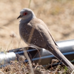 Geopelia cuneata (Diamond Dove) at Booth, ACT - 31 Jul 2021 by patrickcox