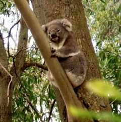 Phascolarctos cinereus (Koala) at Bowral, NSW - 16 Sep 2014 by Piggle